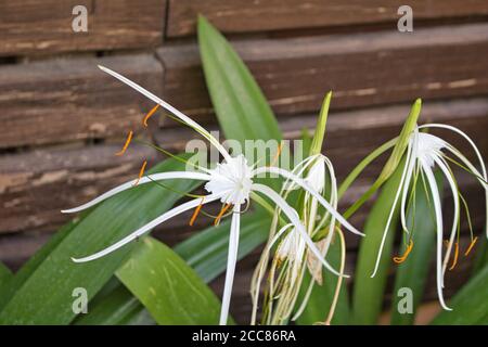 Dieses einzigartige Foto zeigt eine schöne weiße tropische Blume, die blüht In einem Garten vor einer braunen Holzwand Stockfoto