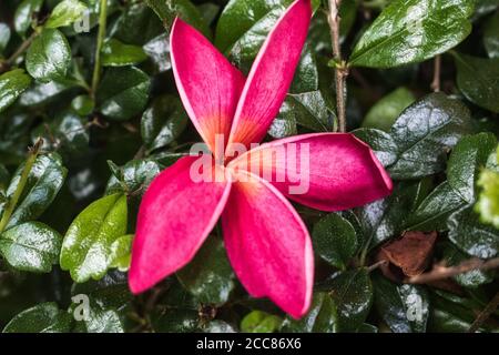 Dieses einzigartige Foto zeigt eine rosa Frangipani Blume, die in einer grünen Hecke in einem Garten liegt. Stockfoto