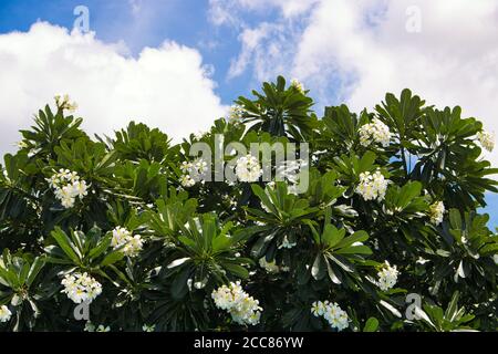Dieses einzigartige Foto zeigt einen blühenden Frangipani Busch und bei Oben auf diesem Bild sehen Sie das Blau Himmel mit weißen Wolken an einem sonnigen Morgen Stockfoto