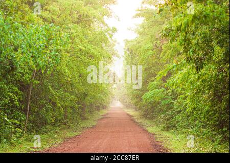 Eine lange, gerade unbefestigte Straße, die in Richtung eines tropischen Waldes am frühen Morgen führt. Pang Sida Nationalpark, Thailand. Fokus auf Vordergrund. Stockfoto