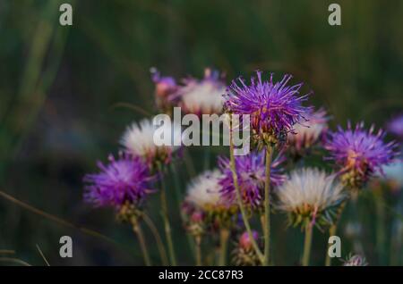 Weiß-lila Blüten von Kornblume Nahaufnahme. Sommerblüte von Wildkräutern. Natürliche Schönheit der Natur. Seitenansicht. Selektiver Fokus. Stockfoto