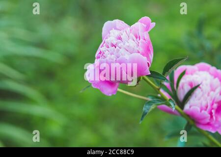 Georgeous Pfingstrose in voller Blüte.Sommer blüht zarte Pfingstrose Knospen, blühende Pfingstrosen Blumen, Pastell und weiche florale Karte, selektive Fokus, getönt Stockfoto