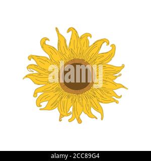 Sonnenblumen gelb vintage gravierte Illustrationen. Sonnenblume ist isoliert. Vektorgrafik Stock Vektor