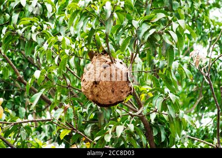 Dies ist ein Bild von vimrul Nest oder vimrul Haus Auf der Spitze des Baumes Stockfoto