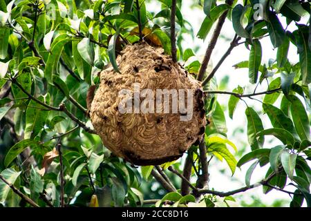 Dies ist ein Bild von vimrul Nest oder vimrul Haus Auf der Spitze des Baumes Stockfoto