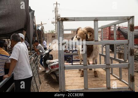 KASHGAR, CHINA: Ein Rammbock in einem Käfig auf der Rückseite eines Motorrads, der auf einem sonntagsmarkt in der Autonomen Region Xinjiang der Uiguren verkauft werden soll Stockfoto