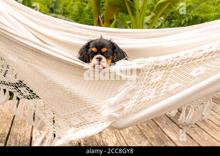Ein Hund Kavalier König charles, ein niedlicher Welpe in einer Hängematte Stockfoto