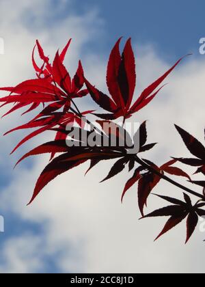 Nahaufnahme der roten Blätter des japanischen Ahorns (Acer palmatum) Gegen den Himmel Stockfoto