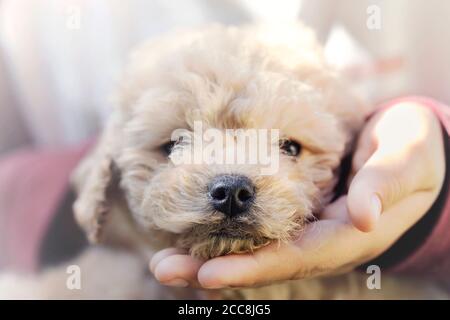 Junge Hand hält die Schnauze ihres Welpen Stockfoto