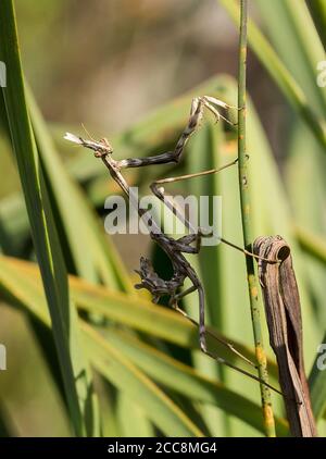 Conehead Mantis, Empusa pennata Stockfoto