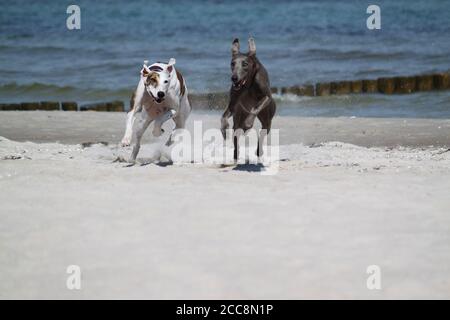 Nahaufnahme von zwei niedlichen Windhunden laufen und spielen auf der Strand bei Tageslicht Stockfoto