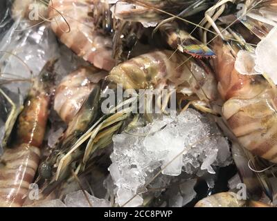 Gekühlte Tigergarnelen an der Markttheke. Stockfoto
