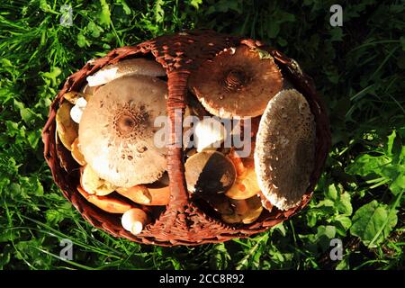 Sonnenschirm und andere Musrooms im Korb Stockfoto