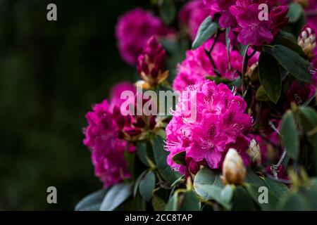 Die spektakulär intensive Farbe der Blüten des Rhododendronbusches Ericaceae. Stockfoto