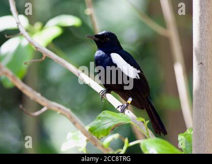 Männliche Seychellen Magpie-Robin (Copsychus sechellarum) auf Aride Island auf den Seychellen im Indischen Ozean. Gelegen im Unterholz des Inselwaldes. Stockfoto