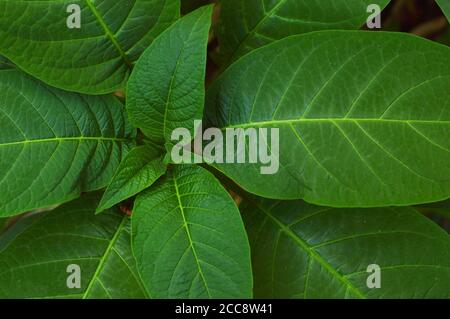 Textur oder Muster aus der Spitze der Pflanzen, die gleichmäßig auf dem Boden wachsen gebildet. Grüne Pflanzen sind autotroph. Stockfoto