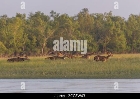 Herde von Gefleckten Hirsch läuft im Grasland, Sundarban National Park, West Bengal, Indien Stockfoto