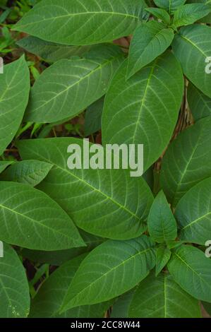 Textur oder Muster aus der Spitze der Pflanzen, die gleichmäßig auf dem Boden wachsen gebildet. Grüne Pflanzen sind autotroph. Stockfoto