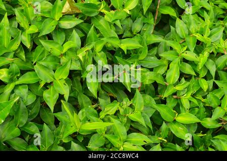 Textur oder Muster aus der Spitze der Pflanzen, die gleichmäßig auf dem Boden wachsen gebildet. Grüne Pflanzen sind autotroph. Stockfoto