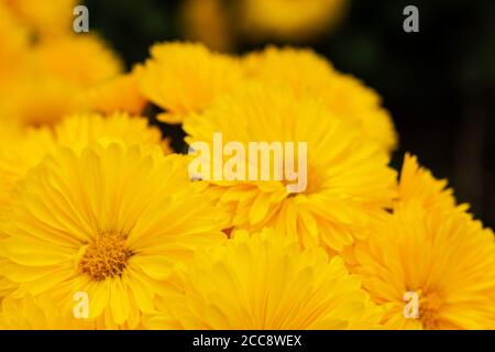 Gelbe Chrysanthemen aus der Nähe - oben im Garten. Schöne Herbstblumen Hintergrund. Weichfokus und Beleuchtung. Unscharfer Hintergrund mit Platz für Text. Stockfoto