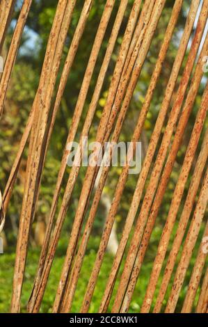 Trockene Kokosnuss bildet ein Muster, das wie ein Verschluss aussieht. Stockfoto