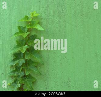 efeu wächst auf einer grünen Wand mit einem anderen Farbton als der Efeu selbst. Stockfoto