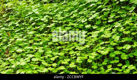 Textur oder Muster aus der Spitze der Pflanzen, die gleichmäßig auf dem Boden wachsen gebildet. Grüne Pflanzen sind autotroph. Stockfoto