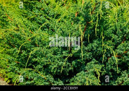 Eine schöne grüne Pflanze mit ungewöhnlichen Nadelblättern. Stockfoto