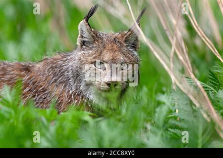 Der kanadische Luchs (Lynx canadensis) mit getufteten Ohren und dickem Pelz blickt durch üppiges grünes Laub und zeigt seinen scharfen Blick und seine stille Natur. Stockfoto