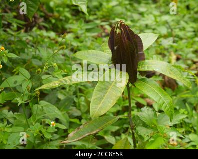 Eine Mango ist eine saftige Steinfrucht (drupe), die aus zahlreichen tropischen Baumarten der blühenden Pflanzengattung Mangifera hergestellt wird. Stockfoto