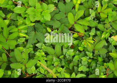 Blätter der Mimosenpflanze falten sich, wenn sie berührt werden, und kehren in ein paar Minuten zum vollen Blatt zurück. Die Mimosa pudica ist allgemein als die empfindliche Pflanze bekannt. Stockfoto