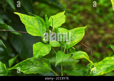 Kleine grüne Chili, die sehr würzig und lecker ist. Sie wachsen am besten in warmen und feuchten Bedingungen. Stockfoto