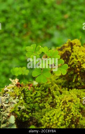 Pflanze mit drei Blütenblättern auf moosiger Oberfläche. Diese wilde Pflanze hat runde Blätter, die aus drei Blütenblättern geformt sind und eine Herzform haben. Stockfoto