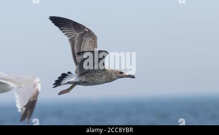 Eine getaggte seltene Kaspische Möwe, die sich in der Slick von ernährt Die Pelagic im August Stockfoto