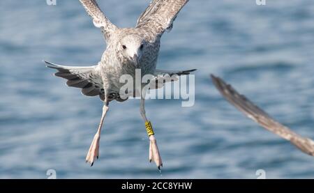 Eine getaggte seltene Kaspische Möwe, die sich in der Slick von ernährt Die Pelagic im August Stockfoto