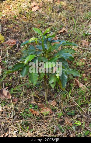 Coffea ist eine Gattung von blühenden Pflanzen aus der Familie Rubiaceae. Coffea-Arten sind Sträucher oder kleine Bäume, die im tropischen und südlichen Afrika beheimatet sind Stockfoto