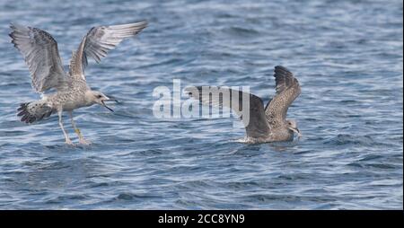 Eine getaggte seltene Kaspische Möwe, die sich in der Slick von ernährt Die Pelagic im August Stockfoto