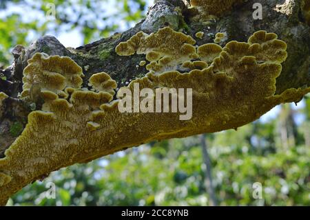 Pilz auf einer Baumrinde mit seiner Unterseite, die ein schönes Muster hat. Pilze, die Baumstämme zersetzen, können echte Kunstwerke in Holz zaubern. In der Natur, Stockfoto