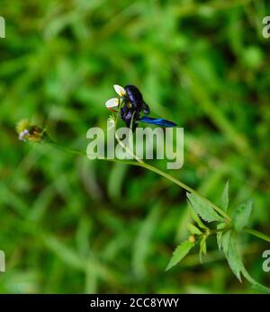 Eine blaue Wespe thront auf einer kleinen Blume, die viel kleiner ist als die Wespe. Einige Teile des Fehlers sind sichtbar. Stockfoto