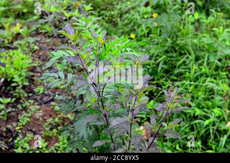 Ocimum tenuiflorum (Synonym Ocimum sanctum), allgemein bekannt als heilige Basilikum oder Tulsi, ist eine aromatische mehrjährige Pflanze in der Familie Lamiaceae. Stockfoto