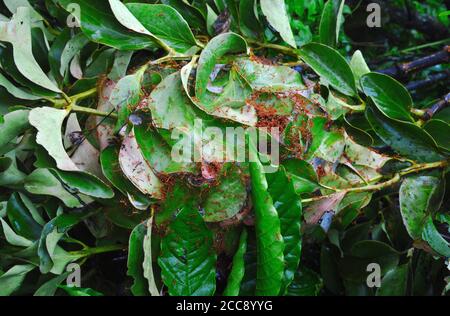 weberameisen auf einem Nest, das abgehauen wurde. Die Ameisen suchen in Panik verzweifelt nach Obdach. Stockfoto