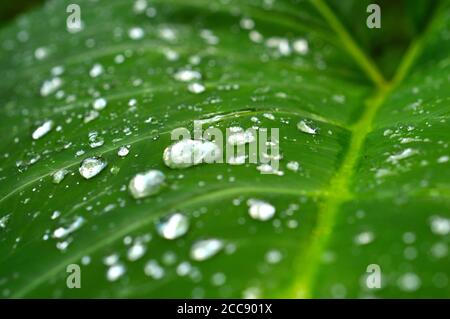 Nahaufnahme eines Tau-Tropfens auf einem Blatt mit Lichtbrechung. Stockfoto