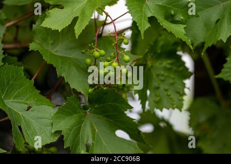 Eine Traube von frühen unreifen Trauben auf einer Weinrebe. Nahaufnahme. Grüne Weinblätter im Hintergrund Stockfoto