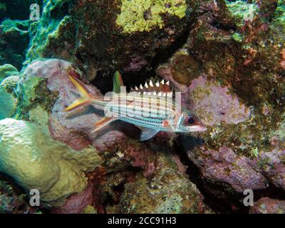 Sammara-Eichhörnchen, Neoniphon Sammara, Marsa Alam, Rotes Meer, Ägypten Stockfoto