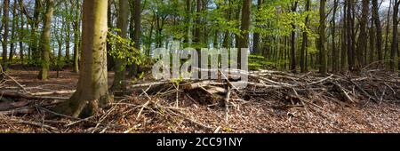 Buchenwald im Frühjahr, Nordrhein-Westfalen, Deutschland, Europa Stockfoto