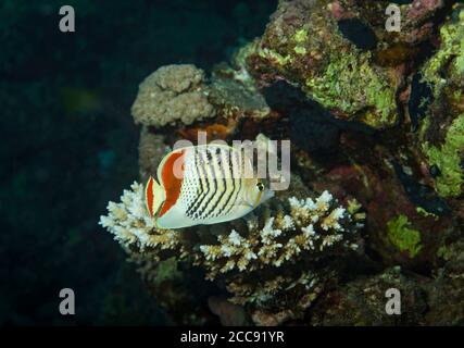 Kronenbutterflyfish, Chaetodon paucifasciatus, auf Korallenriff, Marsa Alam, Rotes Meer, Ägypten Stockfoto