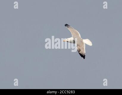 Dritte Winter Kaspische Möwe (Larus cachinnans) Zeigt den oberen Flügel und den vorgerückten Schwanzweck in den Niederlanden Stockfoto