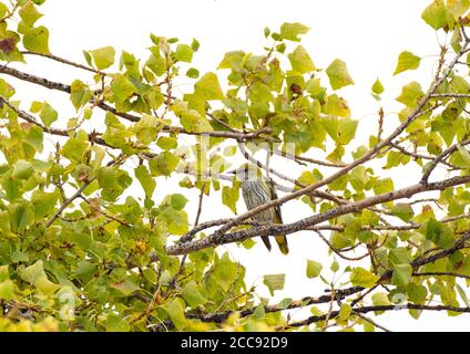 Erster Winter Golden Oriole (Oriolus oriolus) Gelegen in Pappel Baum in der Provinz Valencia Stockfoto