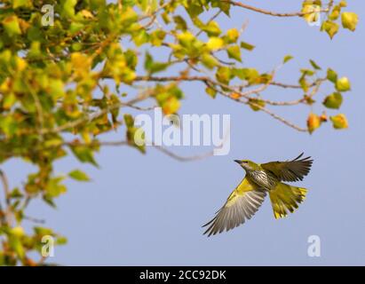 Erster Winter Golden Oriole (Oriolus oriolus) fliegt um Pappelbäume in der Provinz Valencia, Spanien. Stockfoto