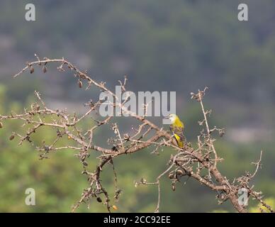 Erster Winter Golden Oriole (Oriolus oriolus) thront in Mandelbaum in der Provinz Valencia, Spanien. Über die Schulter schauen. Stockfoto